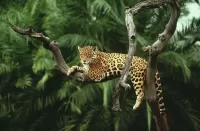 Rompecabezas Leopard on the tree