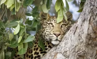 Пазл Леопард на дереве