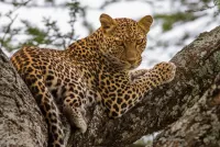 Bulmaca Leopard on the tree