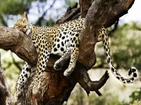Puzzle leopard resting