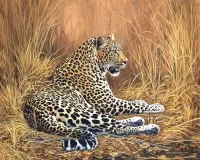 Zagadka Leopard resting