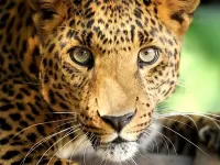 Zagadka Posing leopard