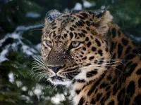 Quebra-cabeça leopard u eli