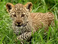 Пазл Леопард в траве