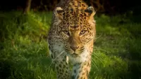 Bulmaca Leopard in the grass