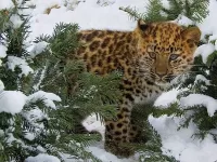 Пазл Леопард зимой
