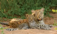 Bulmaca Leopards