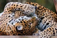 Puzzle Leopards