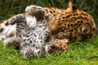 Quebra-cabeça Leopards