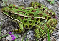 Puzzle leopard frog