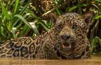 Quebra-cabeça Hot day for Leopard