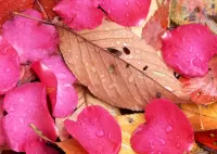 Jigsaw Puzzle Petals and leaves