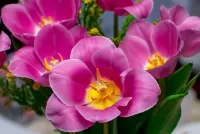 Quebra-cabeça tulip petals