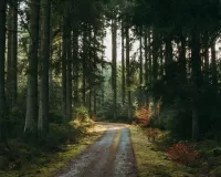 Jigsaw Puzzle Forest,road,pine