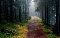 Bulmaca Forest