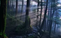 Zagadka forest