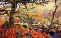 Jigsaw Puzzle Forest of Crooked Trees