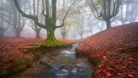 Rompicapo Forest in Spain
