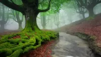 Quebra-cabeça Forest in the fog