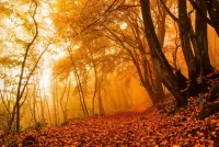 Quebra-cabeça forest autumn