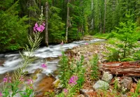 Jigsaw Puzzle forest river
