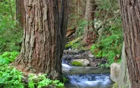 Jigsaw Puzzle Forest river