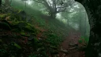 Rompecabezas Forest trail