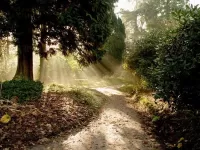 Bulmaca Forest path