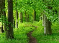 Rompecabezas forest path