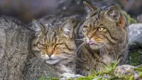 Slagalica Forest cats