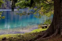 Quebra-cabeça Forest Lake