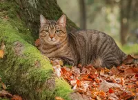Jigsaw Puzzle forest cat