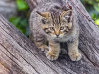 Rätsel forest cat