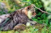 Jigsaw Puzzle forest cat