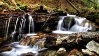 Jigsaw Puzzle Forest stream