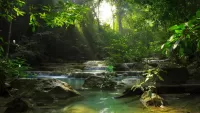 Jigsaw Puzzle Forest stream