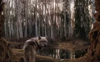 Пазл Лесной волк