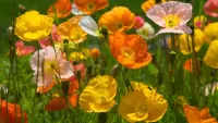 Jigsaw Puzzle summer poppies