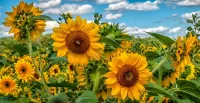 Puzzle summer sunflowers