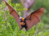 Puzzle Flying Fox