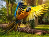 Jigsaw Puzzle Flying parrot