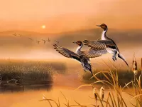 Bulmaca Flying ducks
