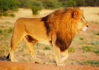 Zagadka a lion