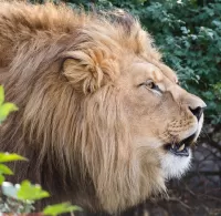 Zagadka a lion
