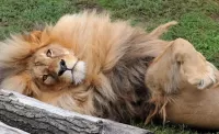 Quebra-cabeça a lion