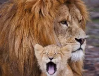 Zagadka Lion and lion cub