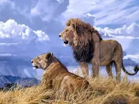 Пазл Лев и львица