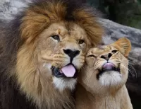 Quebra-cabeça Lion and lioness
