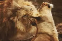 Jigsaw Puzzle Lion and lioness