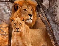 Zagadka Lion and lioness